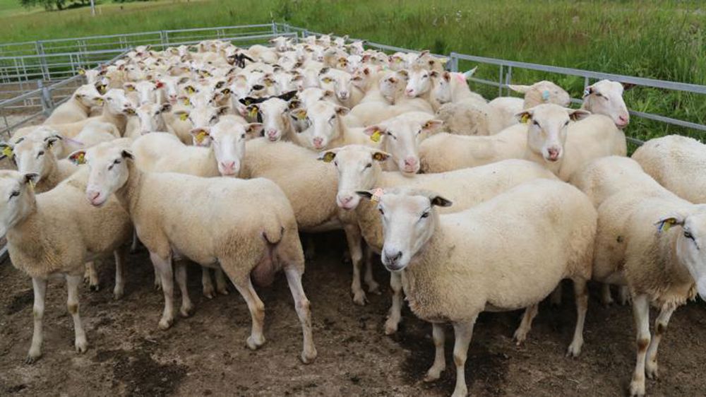 Les centres d’insémination reprennent leur activité