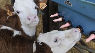 Distribuer du lait entier aux veaux Distribuer du lait entier aux veaux