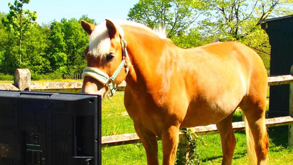 Les chevaux sont physionomistes