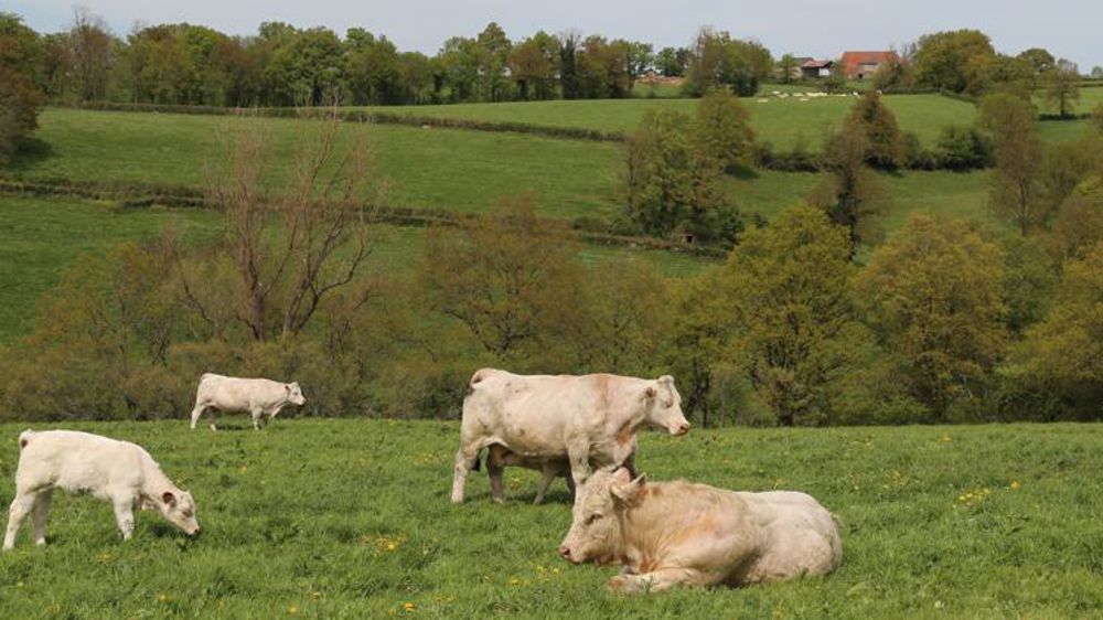 Une pousse de l’herbe excédentaire en avril