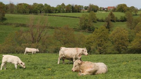 Une pousse de l’herbe excédentaire en avril Une pousse de l’herbe excédentaire en avril