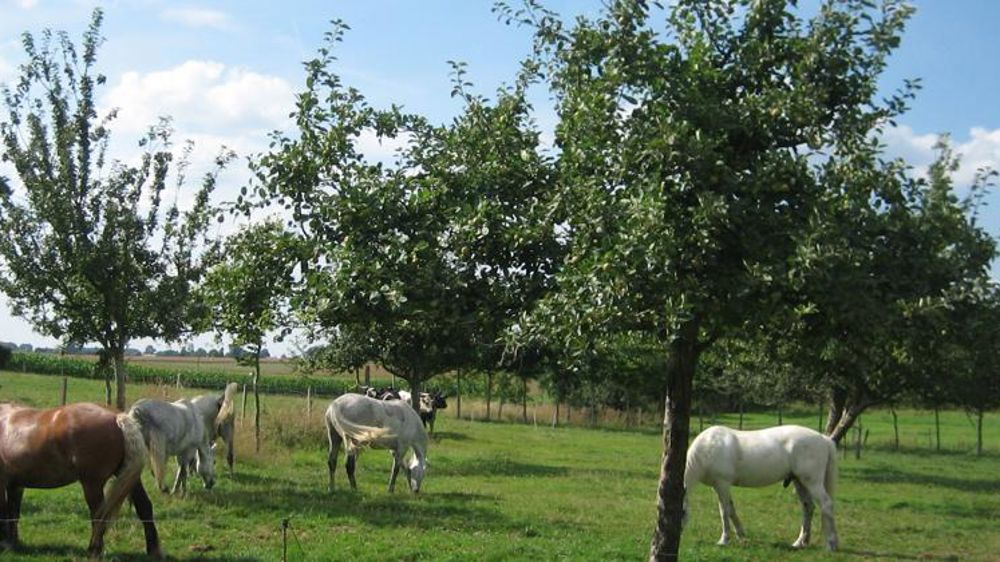 La filière cidricole demande un plan de soutien