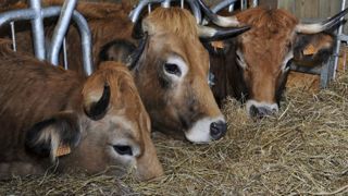 Le marché de la viande bovine a du mal à faire face Le marché de la viande bovine a du mal à faire face