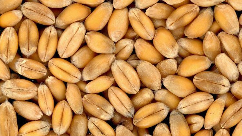 Une future campagne chargée pour le blé