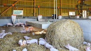 Quatre notions clés du bien-être des bovins Quatre notions clés du bien-être des bovins