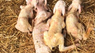 Une brebis donne naissance à des quintuplés Une brebis donne naissance à des quintuplés