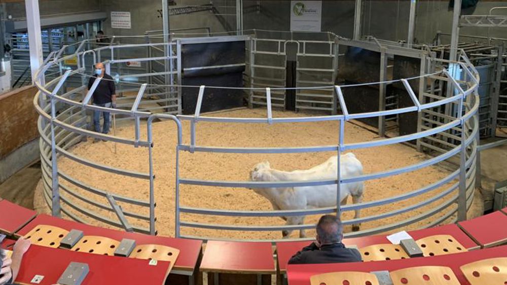 Sur un marché aux bestiaux aux temps du coronavirus