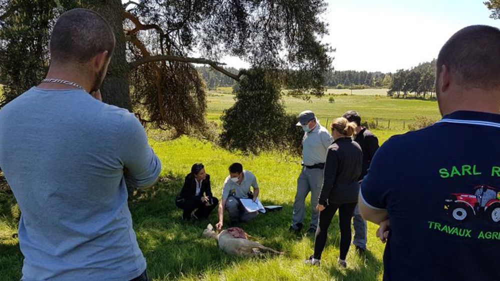 Les loups intensifient leurs attaques en Lozère