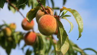 La saison européenne de pêches et nectarines mise à mal La saison européenne de pêches et nectarines mise à mal