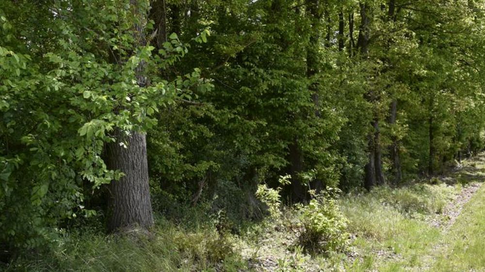 Le marché des forêts reste attirant