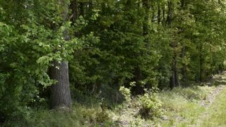 Le marché des forêts reste attirant Le marché des forêts reste attirant