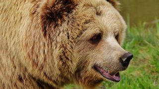Des éleveurs sous la pression de l’ours Des éleveurs sous la pression de l’ours