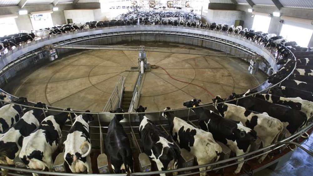 La filière laitière américaine décroche