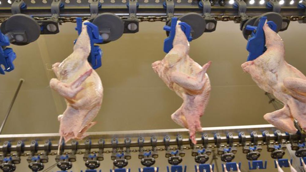 Les abattages de poulets de chair et de dindes se ressaisissent