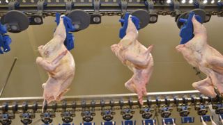 Les abattages de poulets de chair et de dindes se ressaisissent Les abattages de poulets de chair et de dindes se ressaisissent