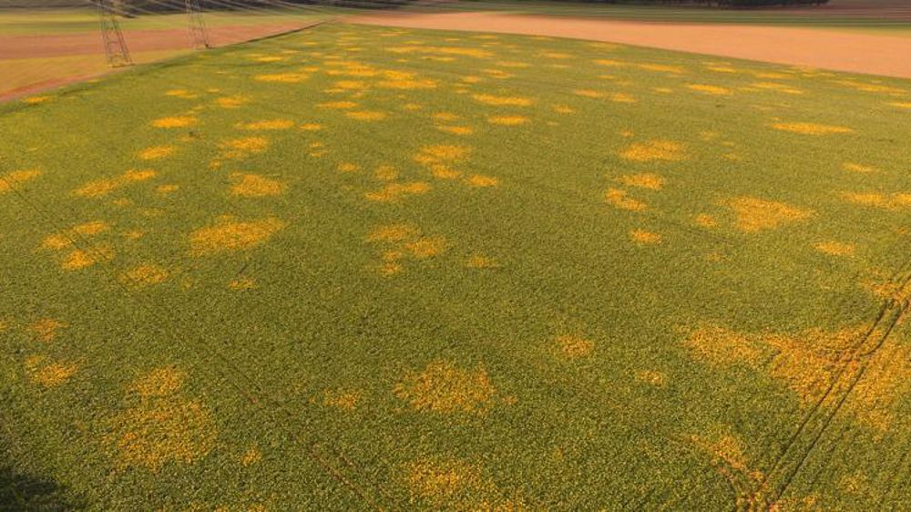 Une facture de 100 millions pour la filière de la betterave