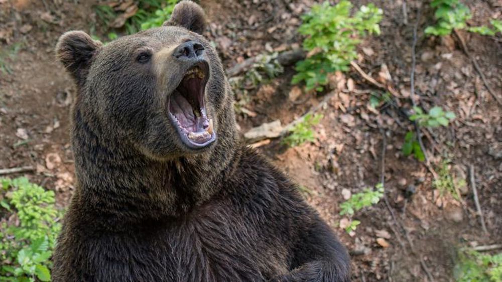 La préfecture ne voit pas d’ours à problème à Ustou