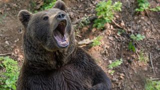 La préfecture ne voit pas d’ours à problème à Ustou La préfecture ne voit pas d’ours à problème à Ustou