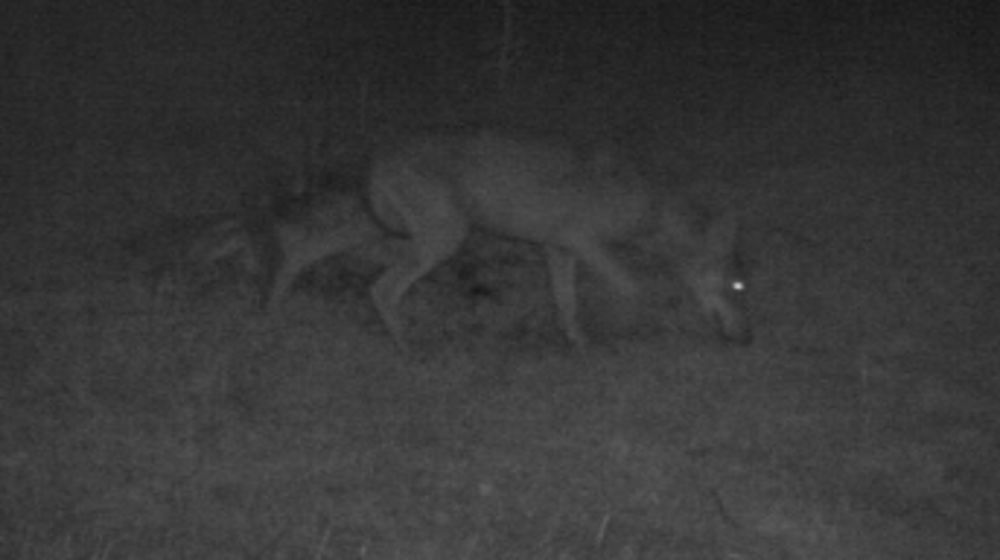La présence du loup confirmée dans le Charolais