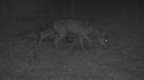 La présence du loup confirmée dans le Charolais La présence du loup confirmée dans le Charolais