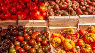 La production de tomates recule La production de tomates recule