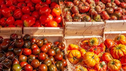 La production de tomates recule La production de tomates recule
