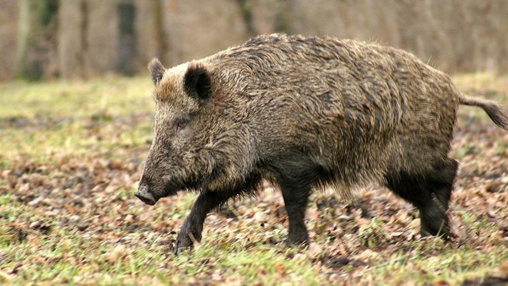 Les activités forestières peuvent reprendre en «zone blanche»