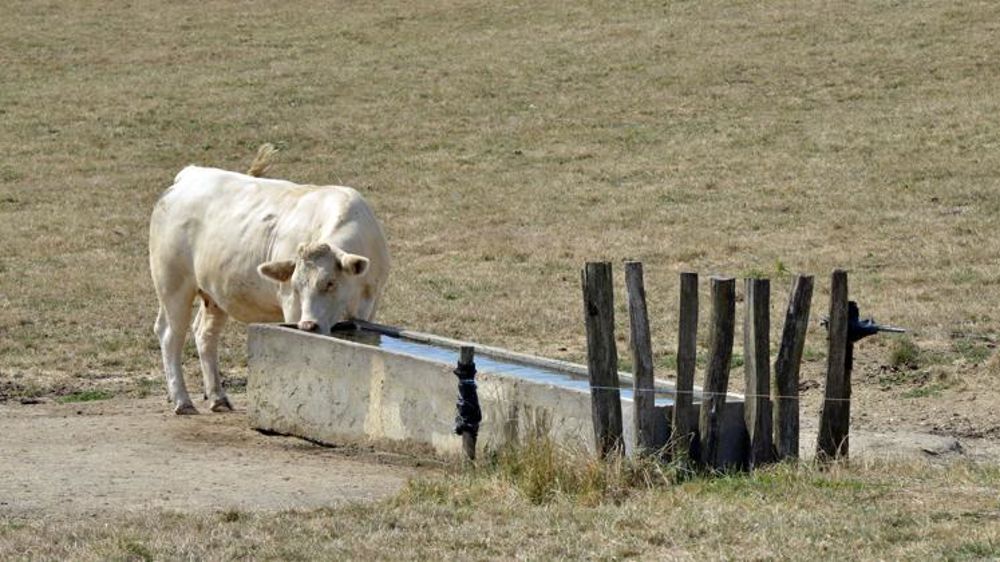 Protéger ses bovins des fortes chaleurs