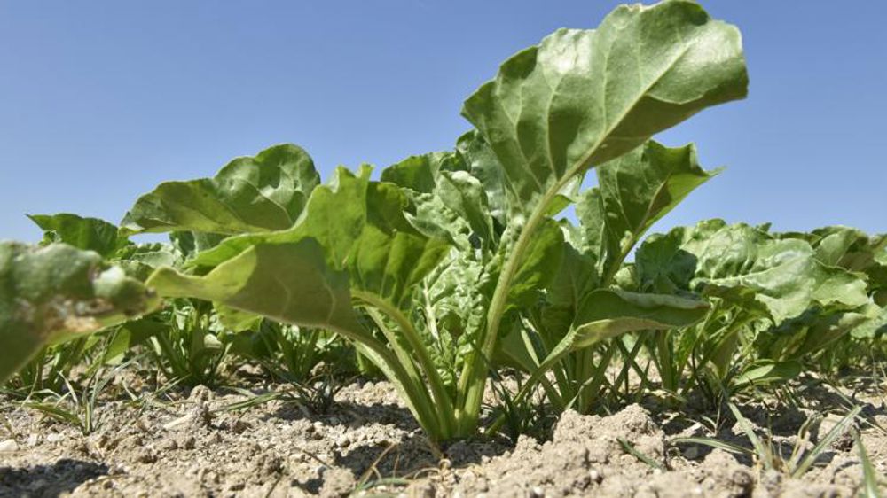 Le Modef s’oppose au retour des néonicotinoïdes