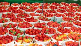 Les cours des fraises en voient des vertes et des pas mûres Les cours des fraises en voient des vertes et des pas mûres