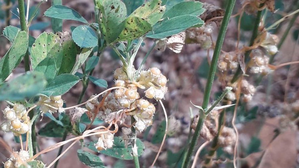 Alerte à la cuscute