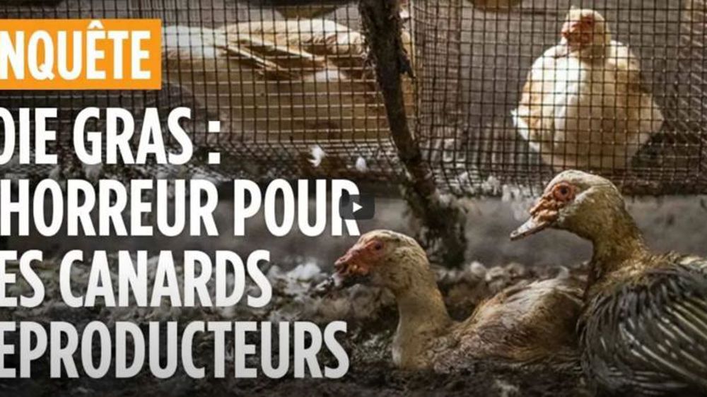 Une nouvelle vidéo choc de L214 sur la filière du foie gras
