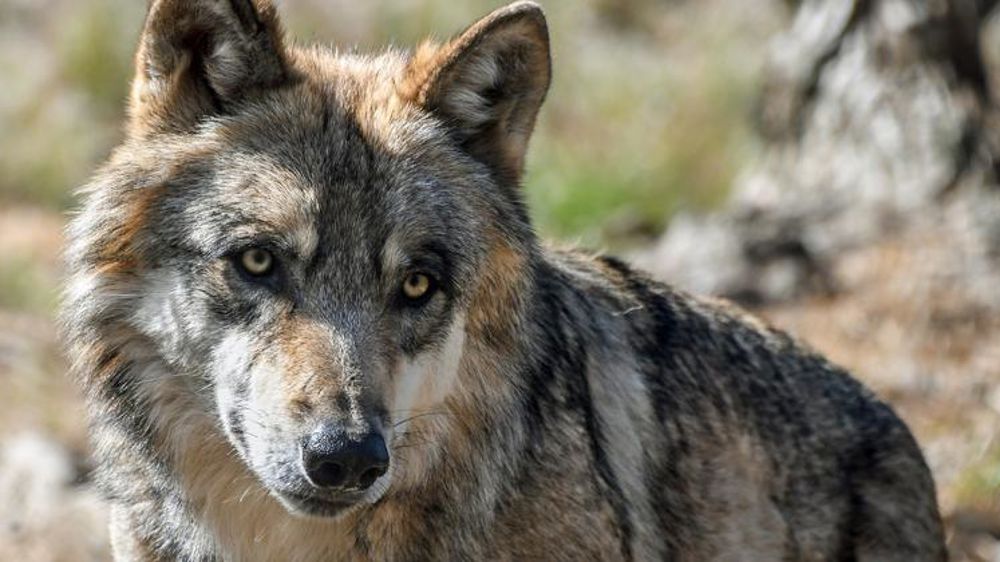 Les règles pour la régulation des loups