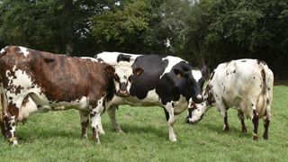 FranceAgriMer crée une commission pour la génétique animale FranceAgriMer crée une commission pour la génétique animale