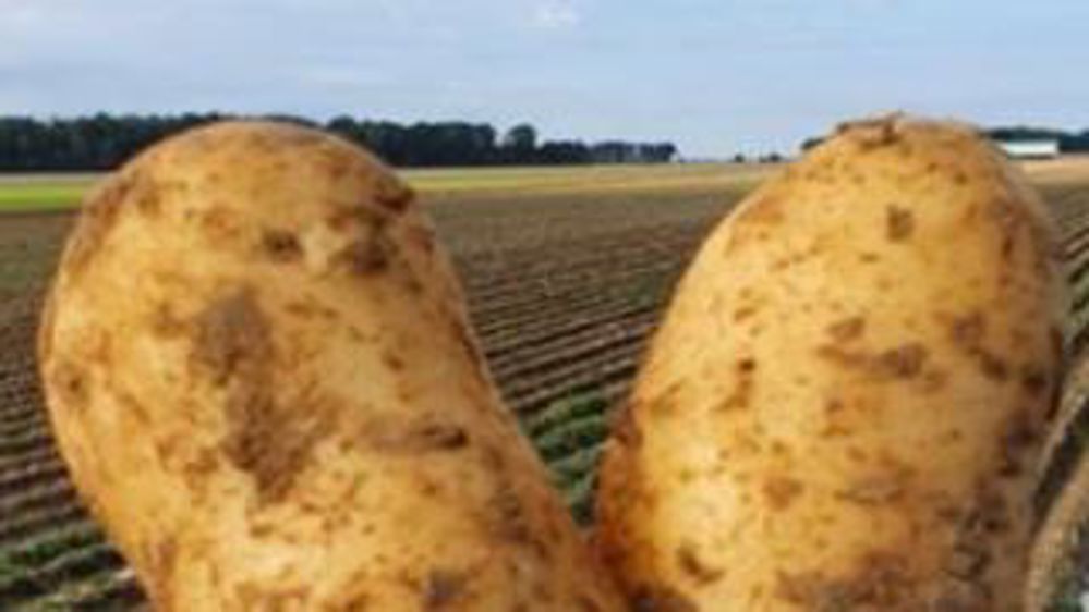 Les récoltes suivent leur cours