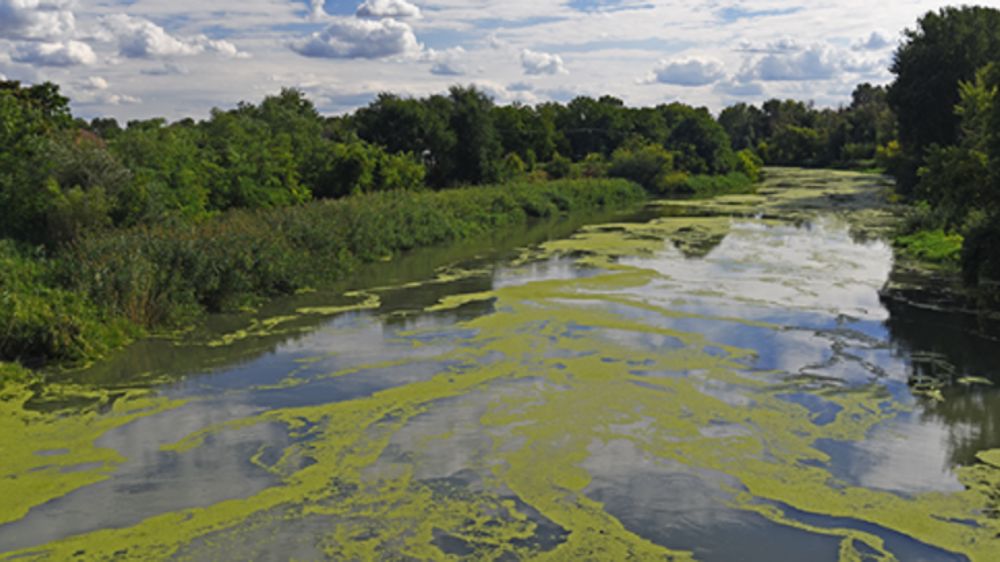 L’azote et le phosphore comme leviers contre les cyanobactéries