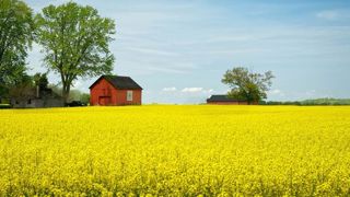 Un test pour détecter un colza résistant aux herbicides Un test pour détecter un colza résistant aux herbicides