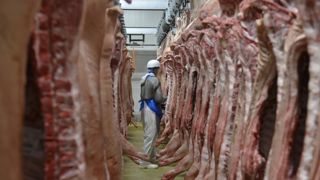 L’Asie ferme ses portes aux porcs allemands L’Asie ferme ses portes aux porcs allemands