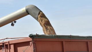 L’USDA révise à la hausse la production mondiale de blé L’USDA révise à la hausse la production mondiale de blé