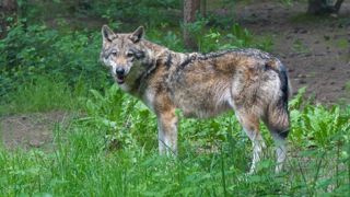 Un loup tué dans les Vosges Un loup tué dans les Vosges