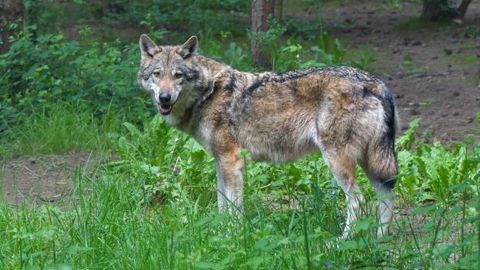 Un loup tué dans les Vosges Un loup tué dans les Vosges