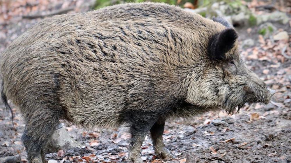 Un « large front épizootique » en Allemagne 