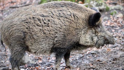 Un « large front épizootique » en Allemagne Un « large front épizootique » en Allemagne