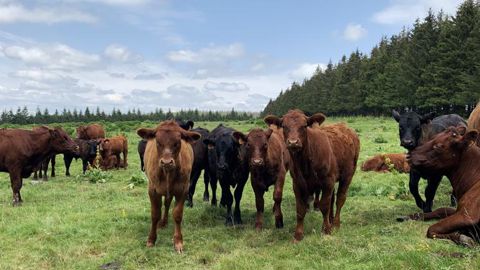 Vers une ouverture des crédits carbone aux agriculteurs Vers une ouverture des crédits carbone aux agriculteurs
