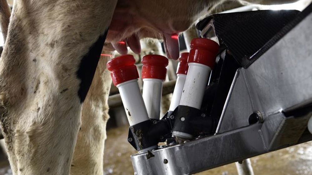 La collecte laitière a décroché en août