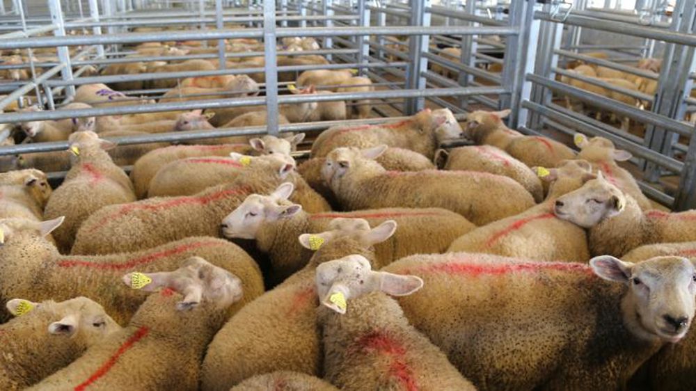 Des cotations historiques pour l’agneau