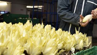 La filière de l’endive risque l’impasse La filière de l’endive risque l’impasse