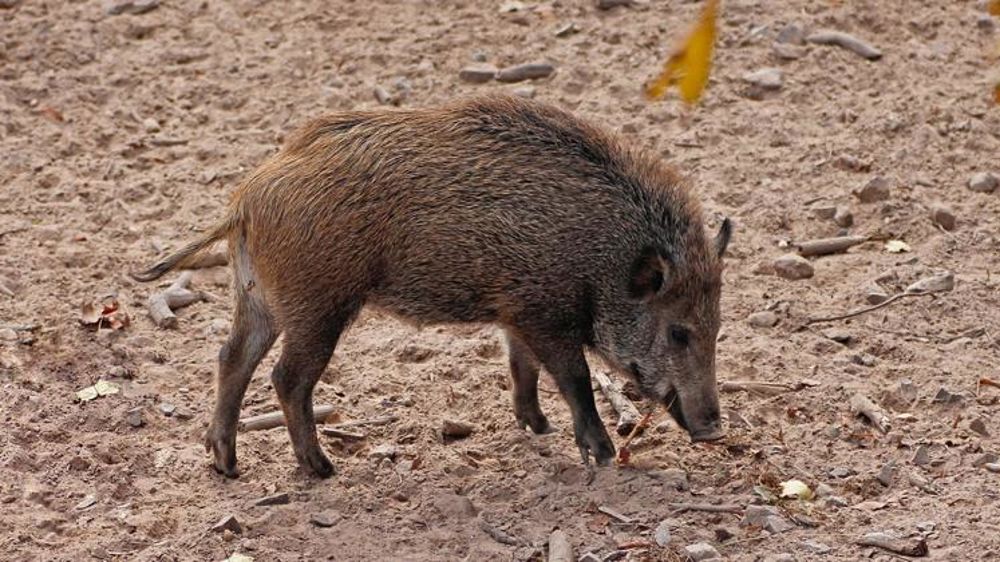 « L’indemnisation des dégâts de gibier est loin du compte »