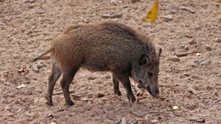« L’indemnisation des dégâts de gibier est loin du compte » « L’indemnisation des dégâts de gibier est loin du compte »