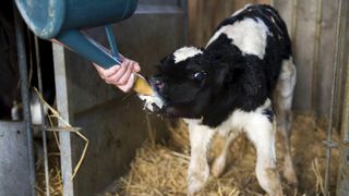 La collecte de colostrum s’implante à l’Est La collecte de colostrum s’implante à l’Est
